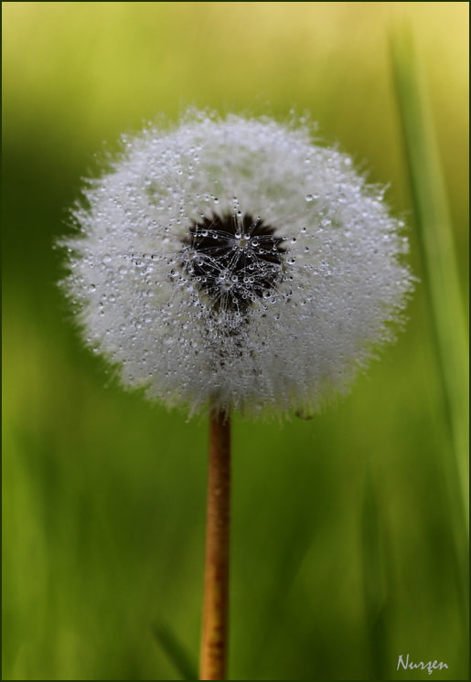 Sigma 105mm F2.8 EX DG Macro sample photo. Drops photography