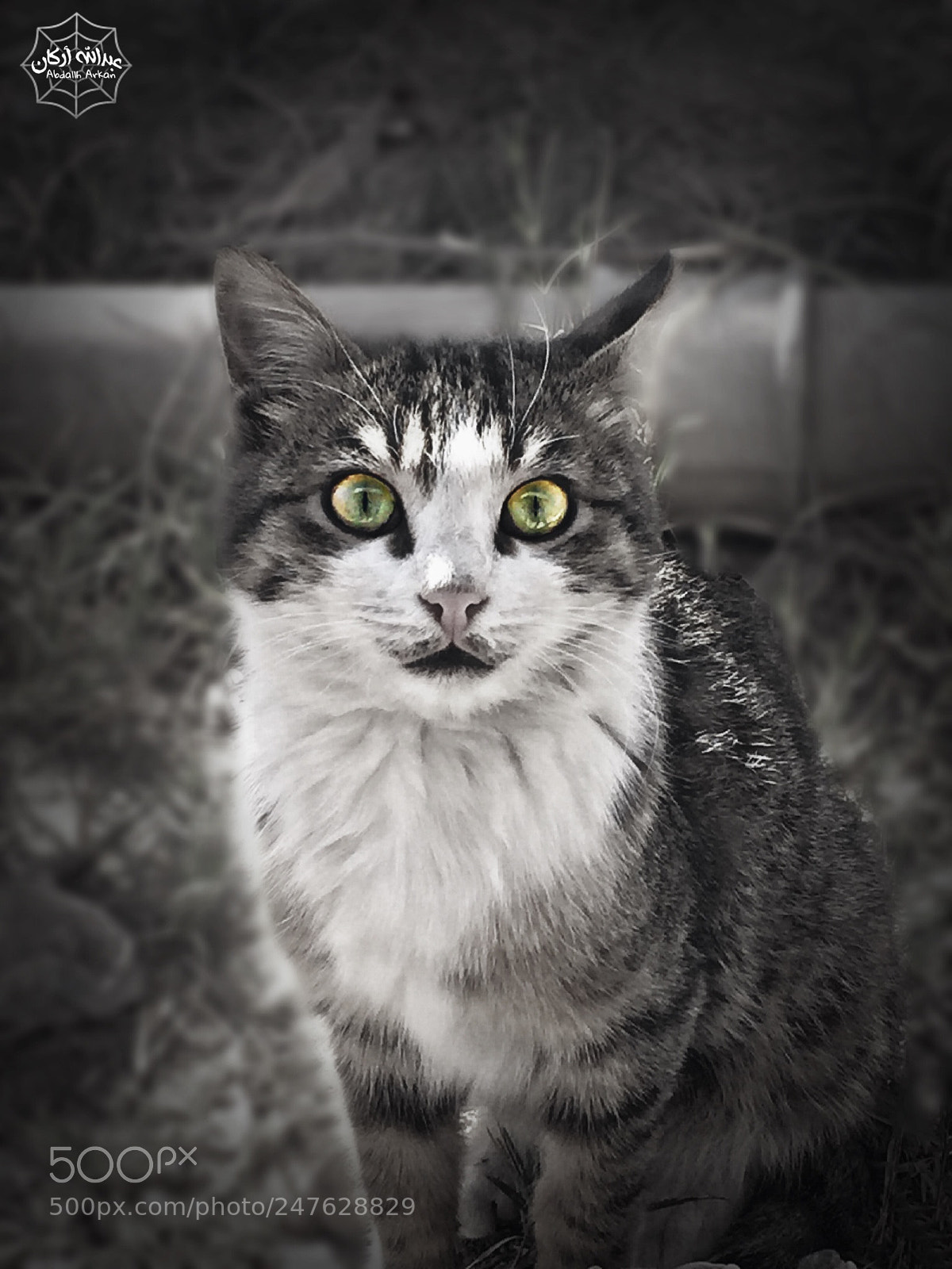 Apple iPhone 6 sample photo. Photography of wildlife photography