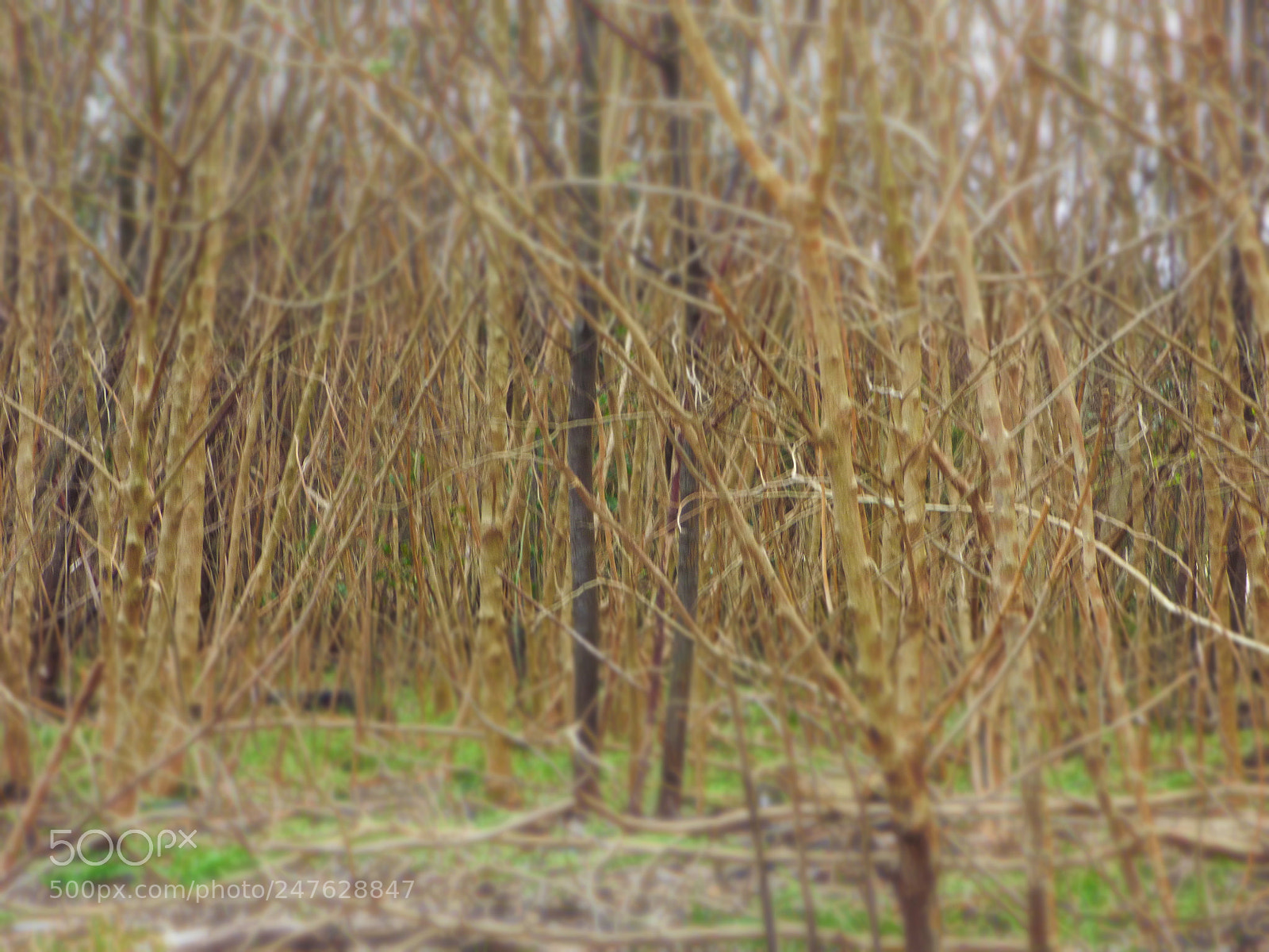 Panasonic Lumix DMC-FZ70 sample photo. Forest photography