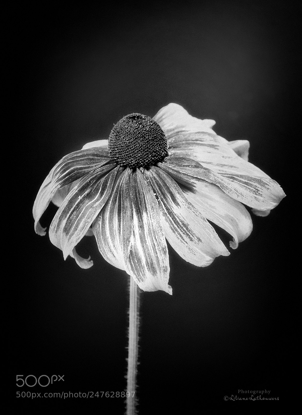Canon EOS 40D sample photo. Echinacea photography