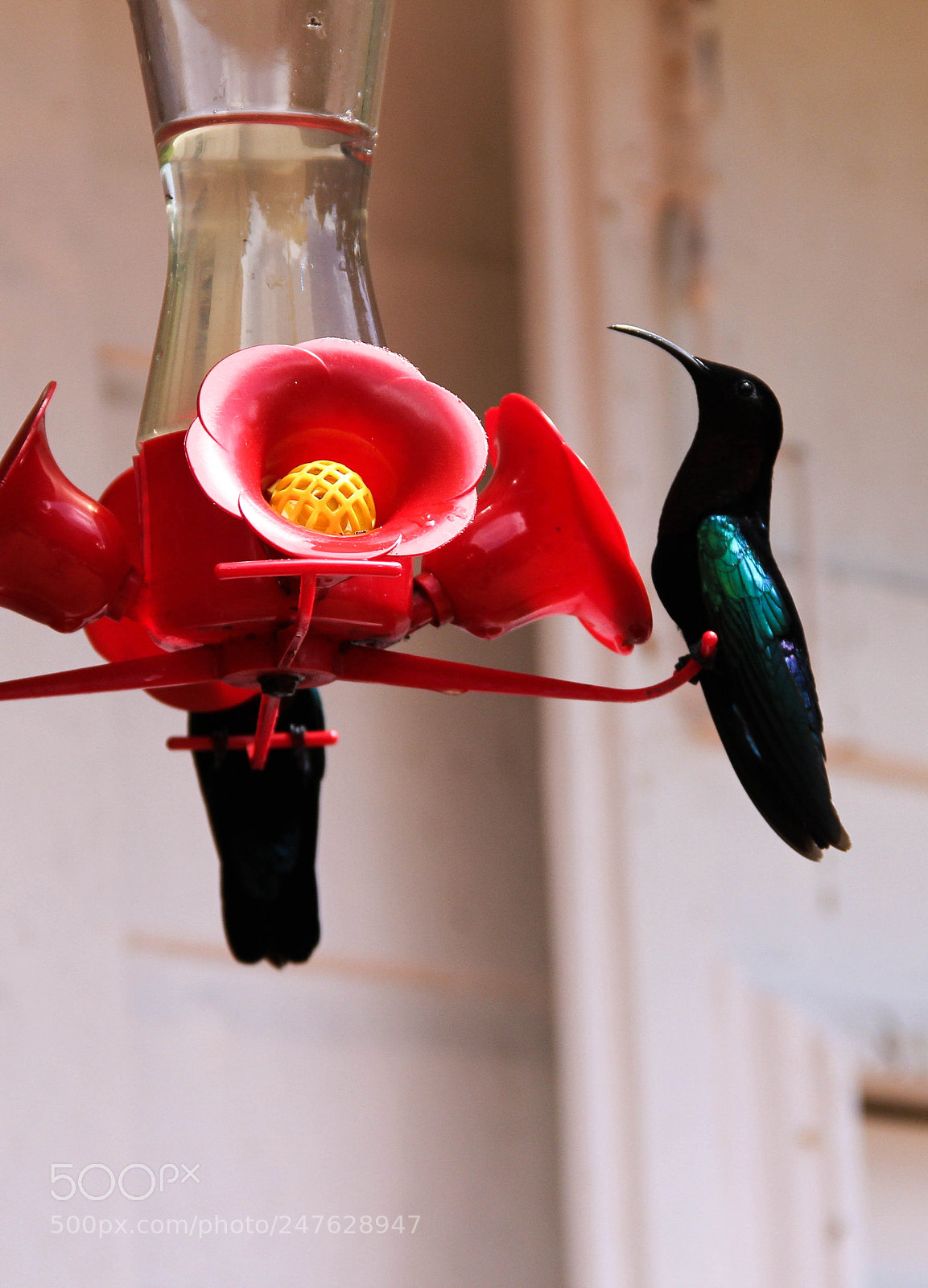 Canon EOS 60D sample photo. Untitled photography