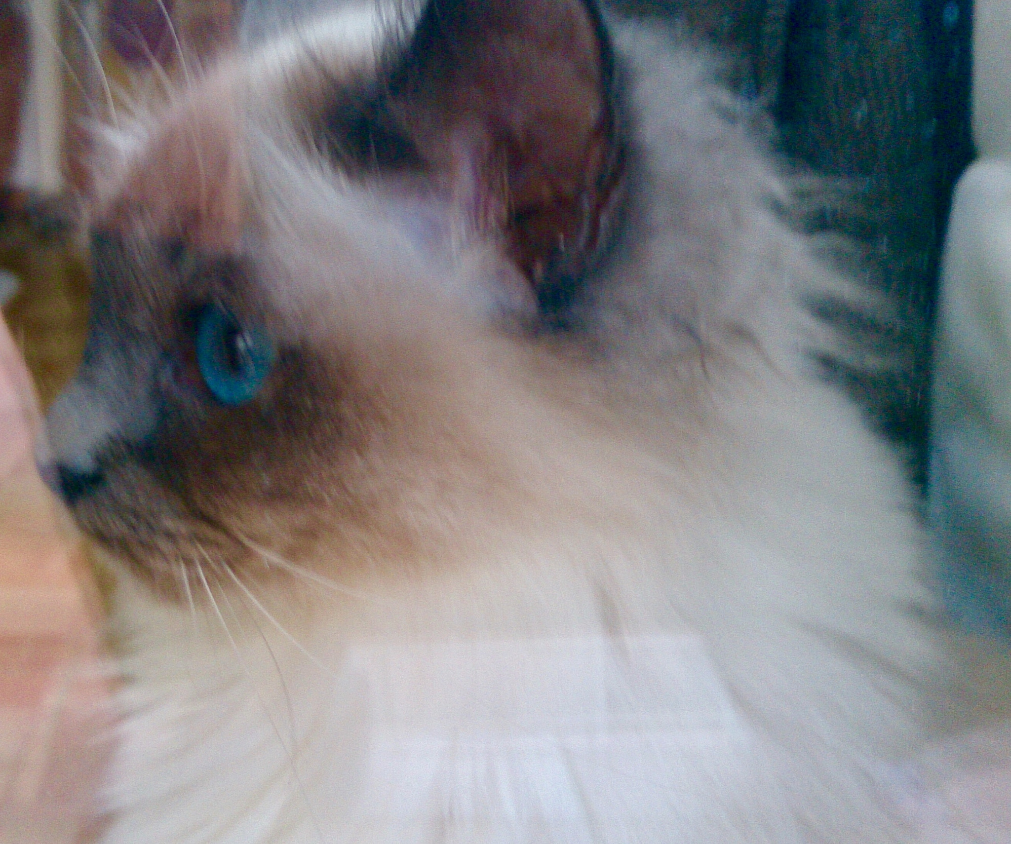 Sony Xperia Z sample photo. Birmakatze photography