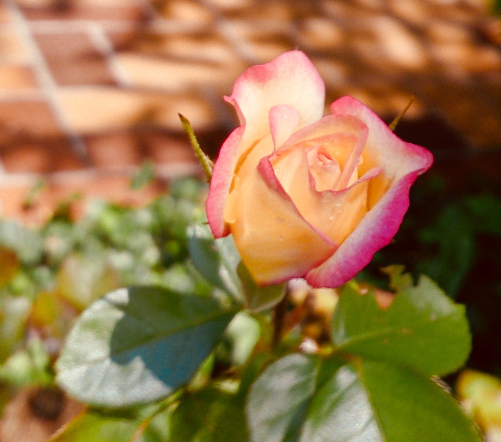 Sony Xperia Z sample photo. Bicolorrose photography