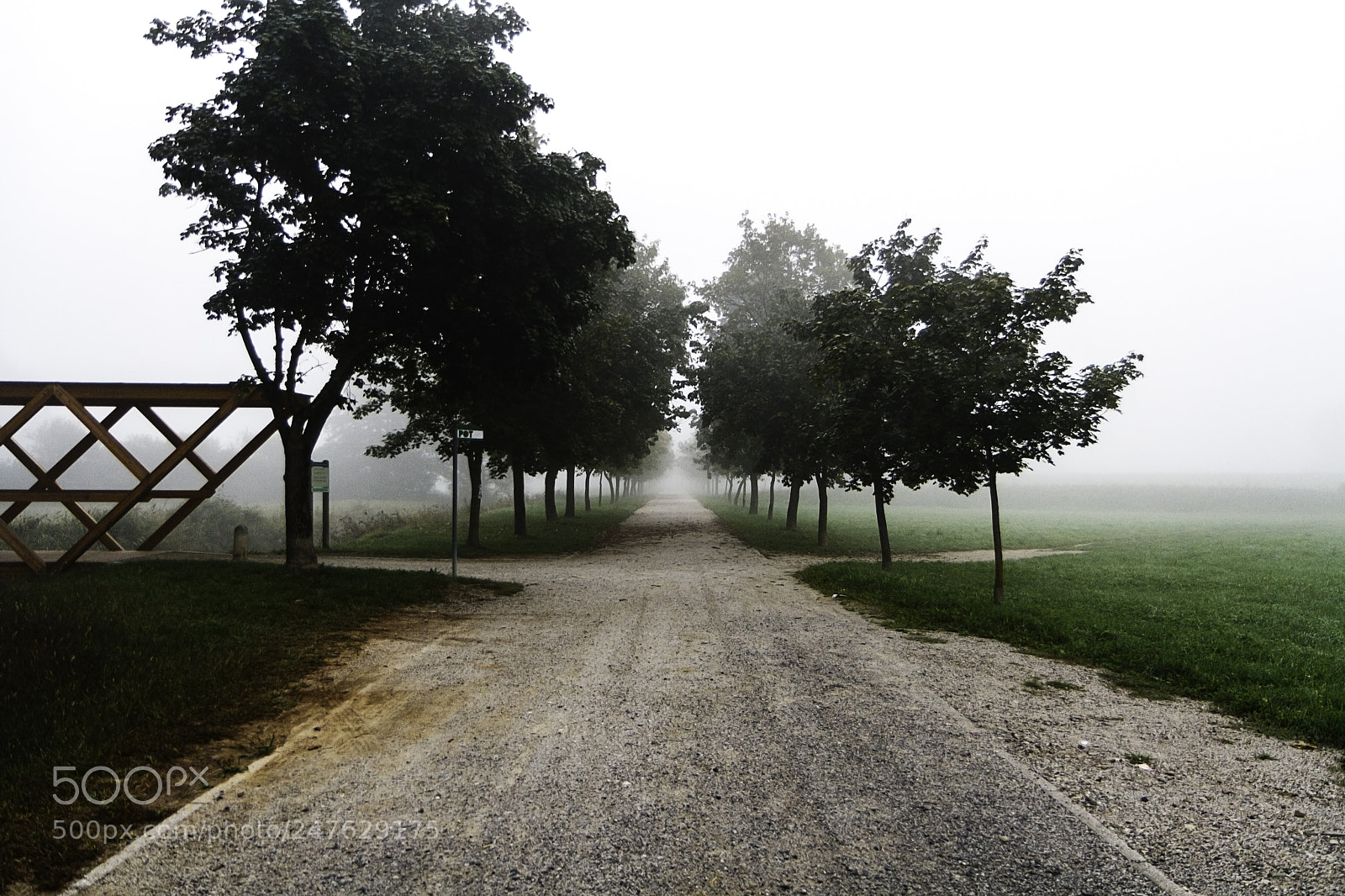 Canon EOS 1000D (EOS Digital Rebel XS / EOS Kiss F) sample photo. Foggy path photography