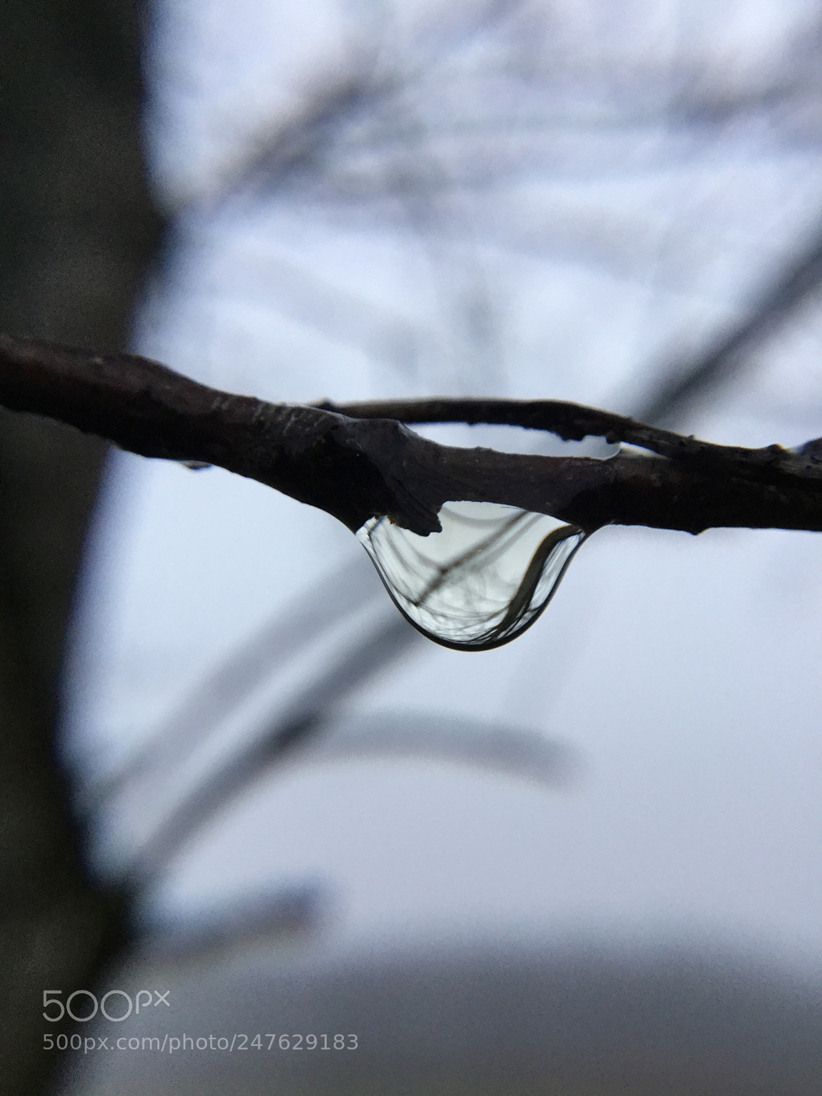 Apple iPad Air 2 sample photo. One morning the dew photography
