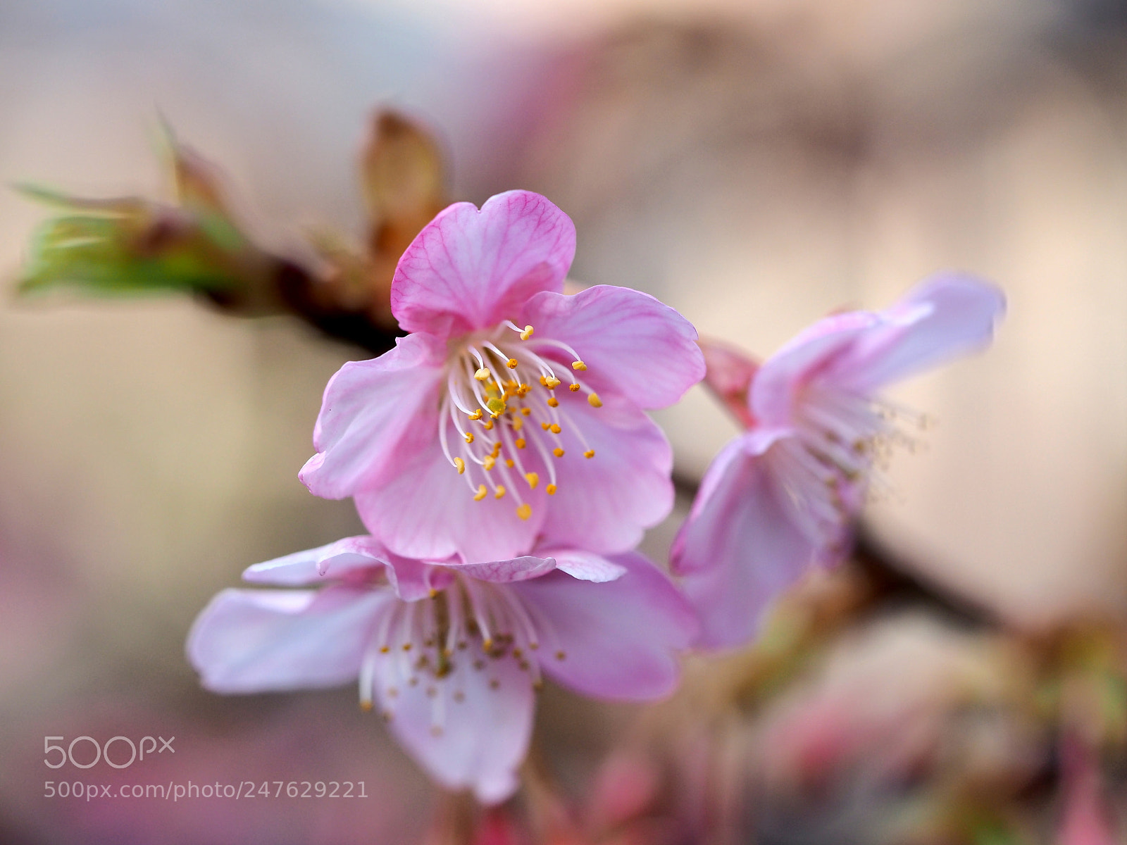 Olympus OM-D E-M1 sample photo. Spring season is coming photography