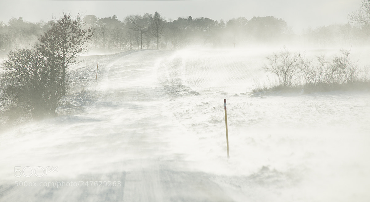 Nikon D800 sample photo. The winter photography