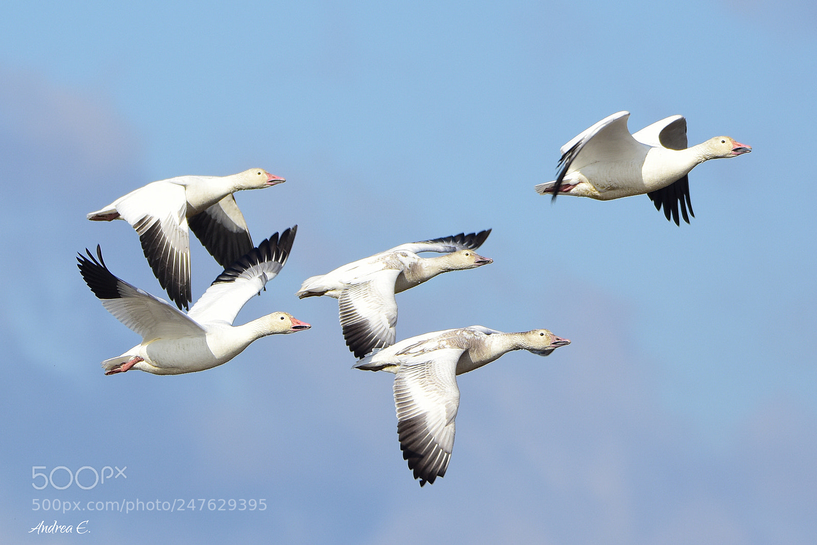 Nikon D7200 sample photo. Ready to migrate photography