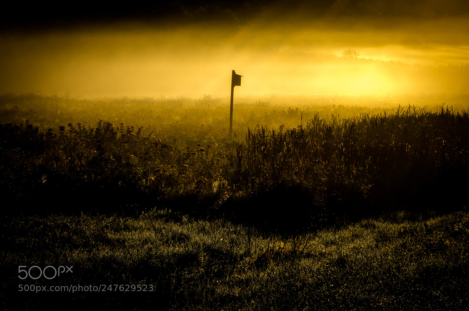 Canon PowerShot S95 sample photo. Birdhouse in the mist photography