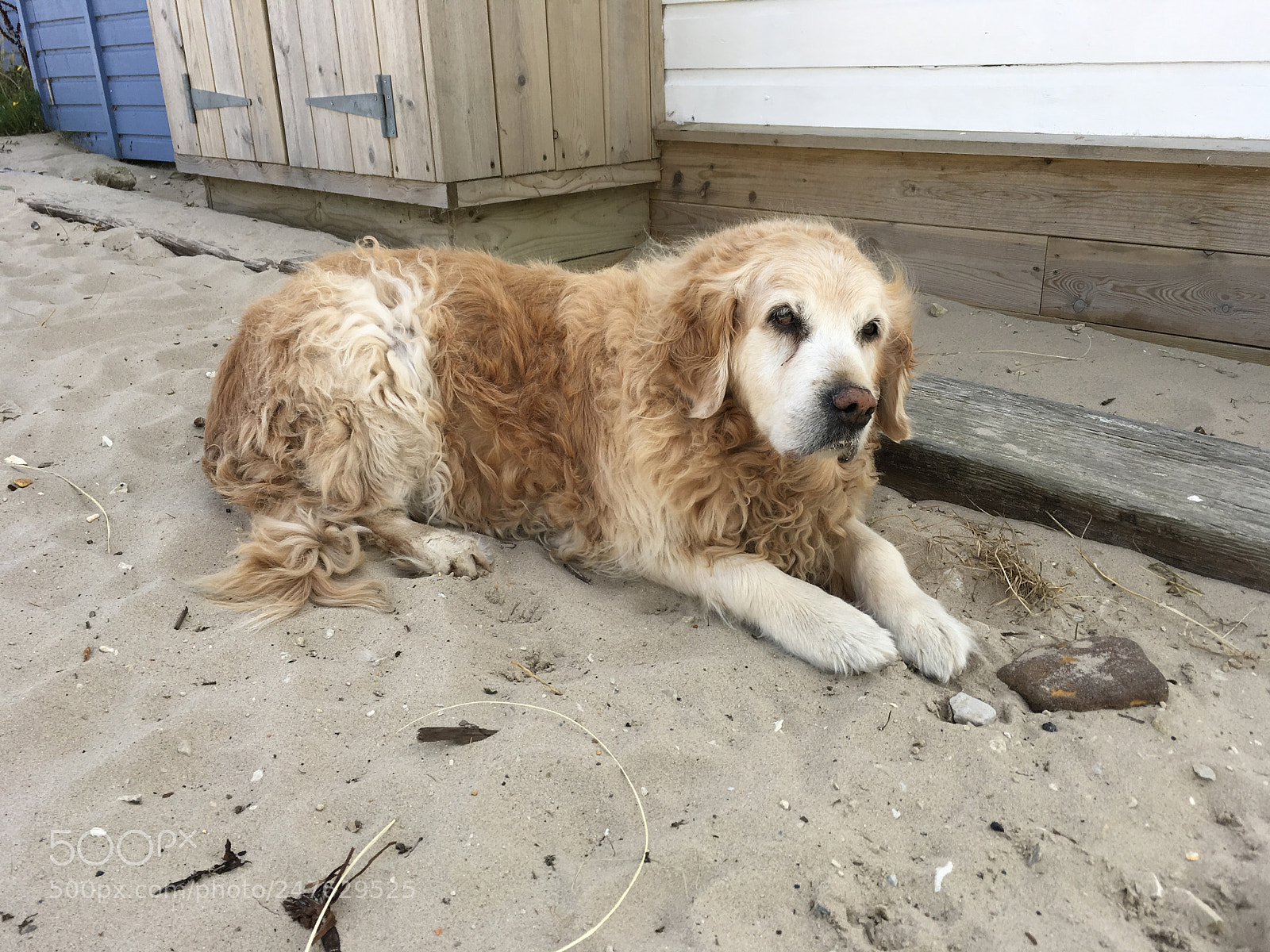 Apple iPad Pro sample photo. Beach dog photography