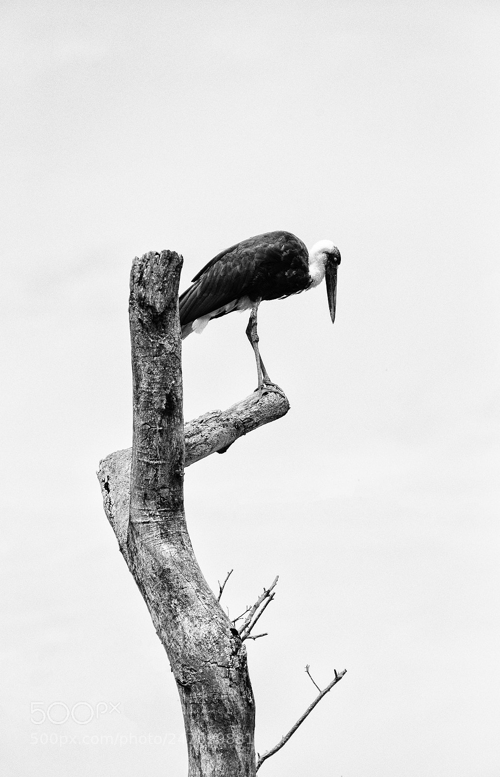 Nikon D610 sample photo. Woolley stork photography
