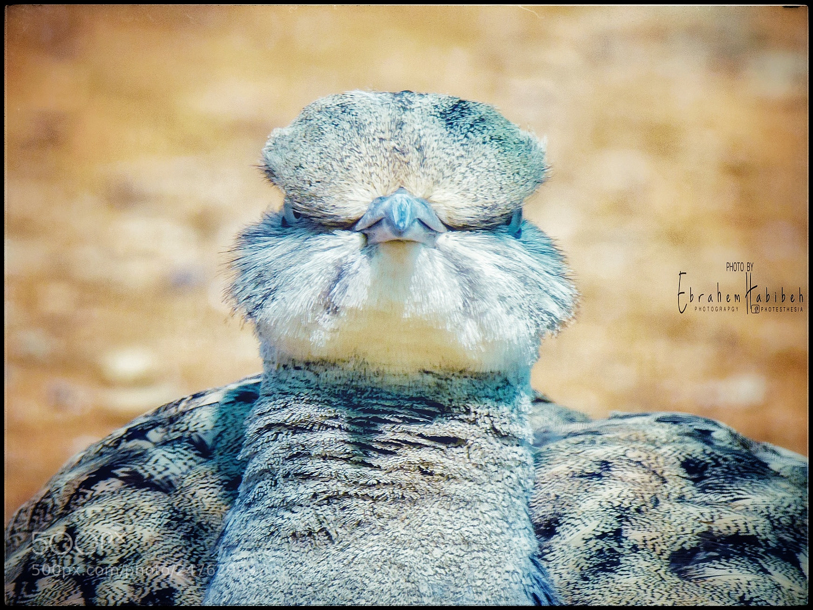 Nikon D810 sample photo. Houbara photography