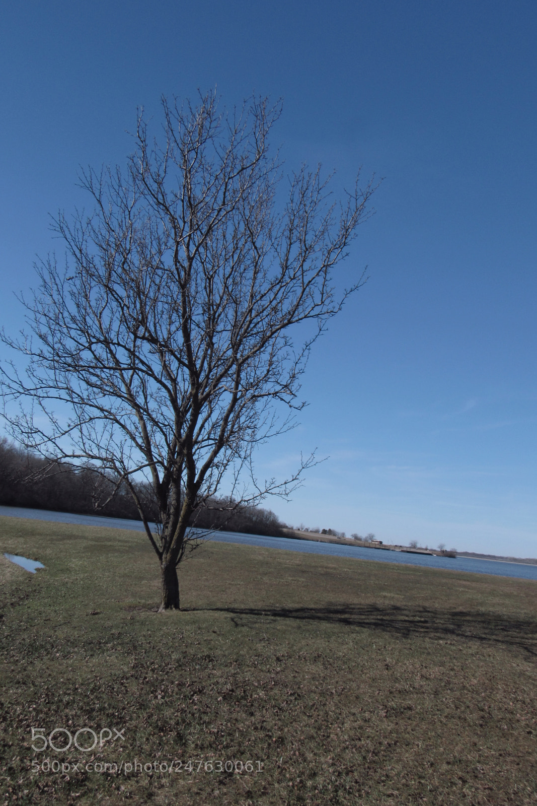 Canon PowerShot SX530 HS sample photo. Dark dead tree photography