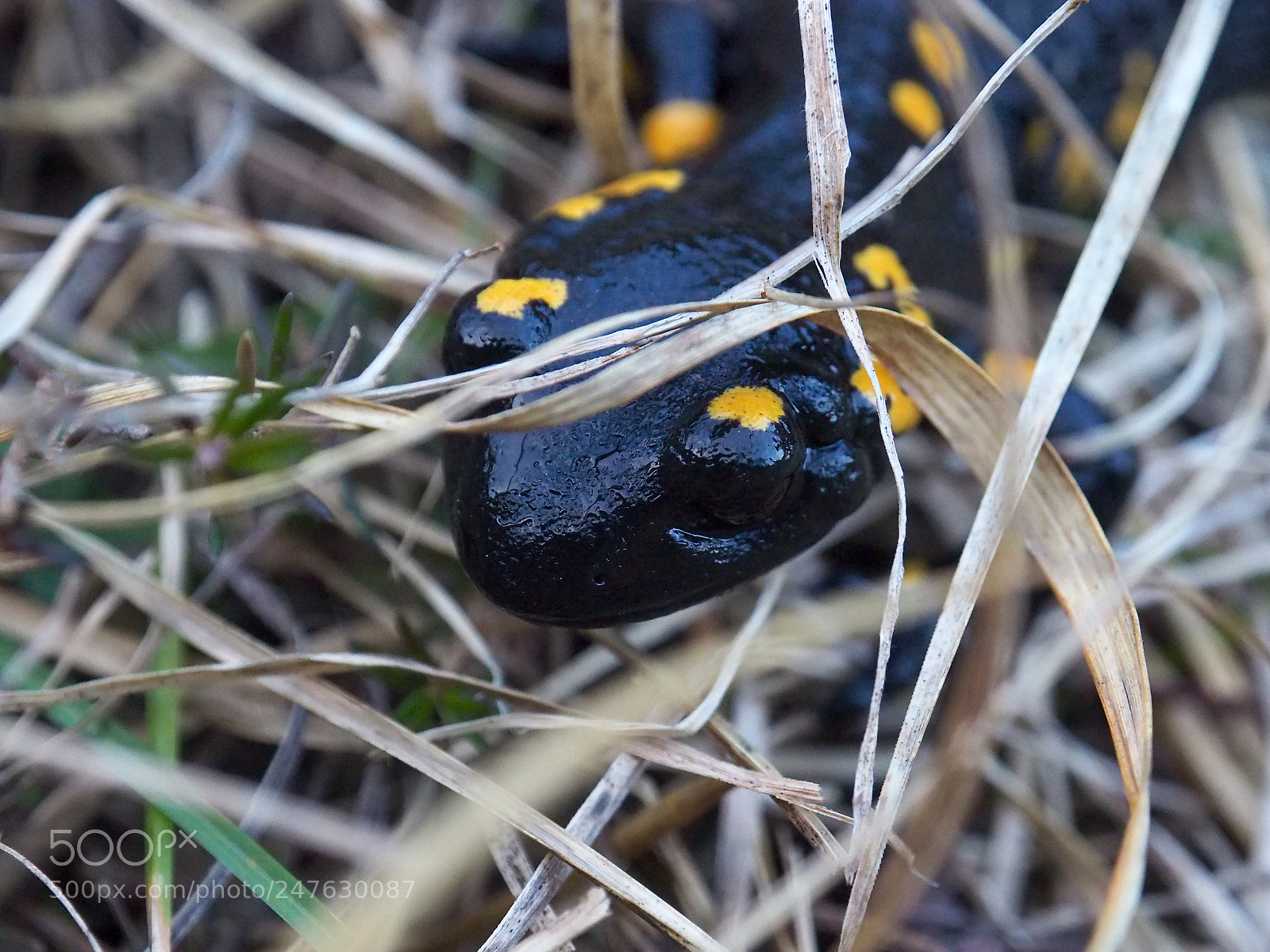 Olympus OM-D E-M10 II sample photo. Salamander photography