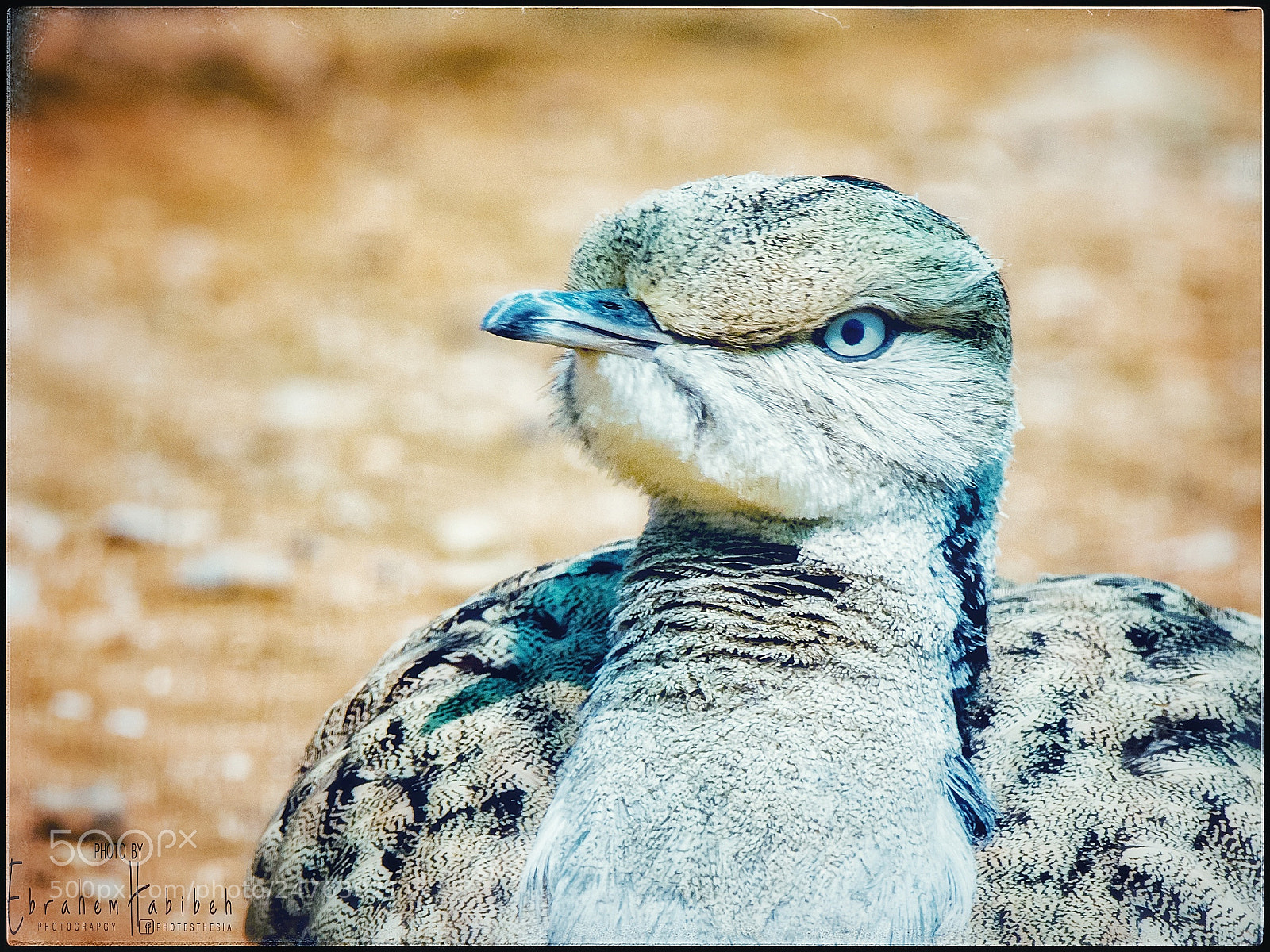Nikon D810 sample photo. Houbara photography