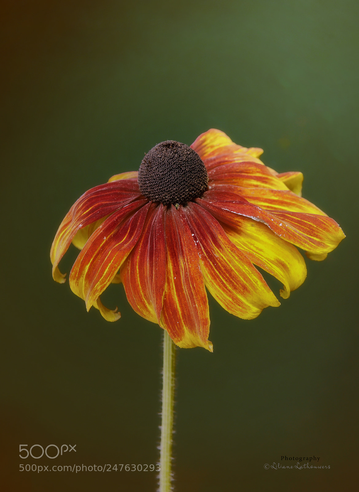 Canon EOS 40D sample photo. Zonnehoed - echinacea photography