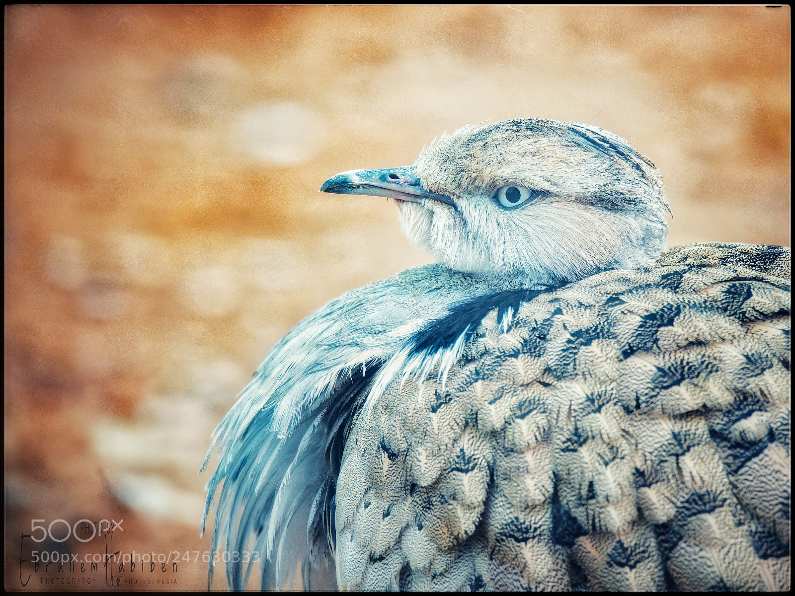 Nikon D810 sample photo. Houbara photography