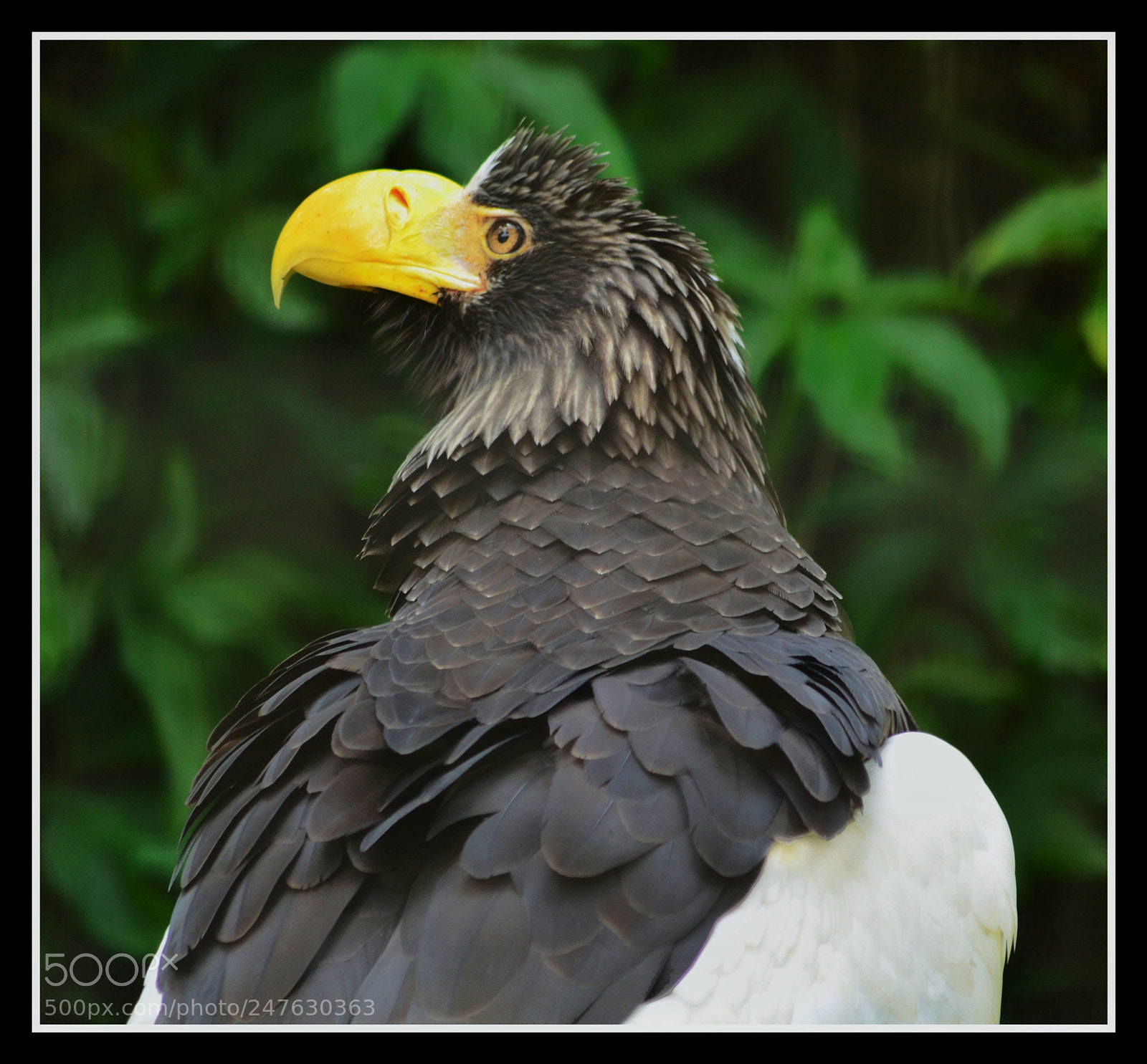 Nikon D5100 sample photo. The mighty steller's sea photography
