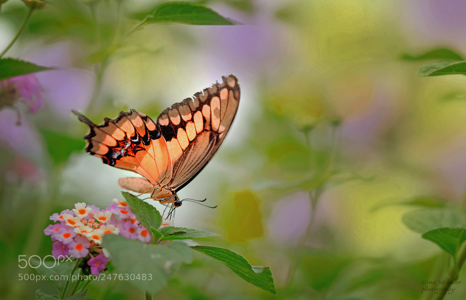 Nikon D3200 sample photo. My beautiful swallowtail photography