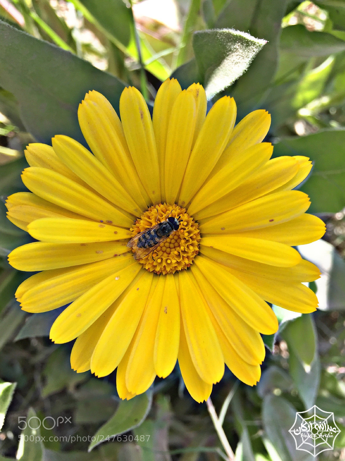 Apple iPhone 6 sample photo. Axis of flowering photography