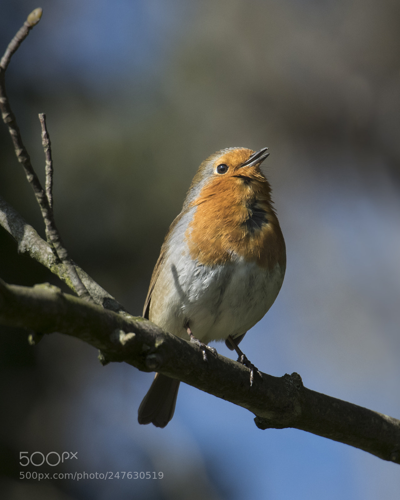 Nikon D810 sample photo. Sing for your supper... photography