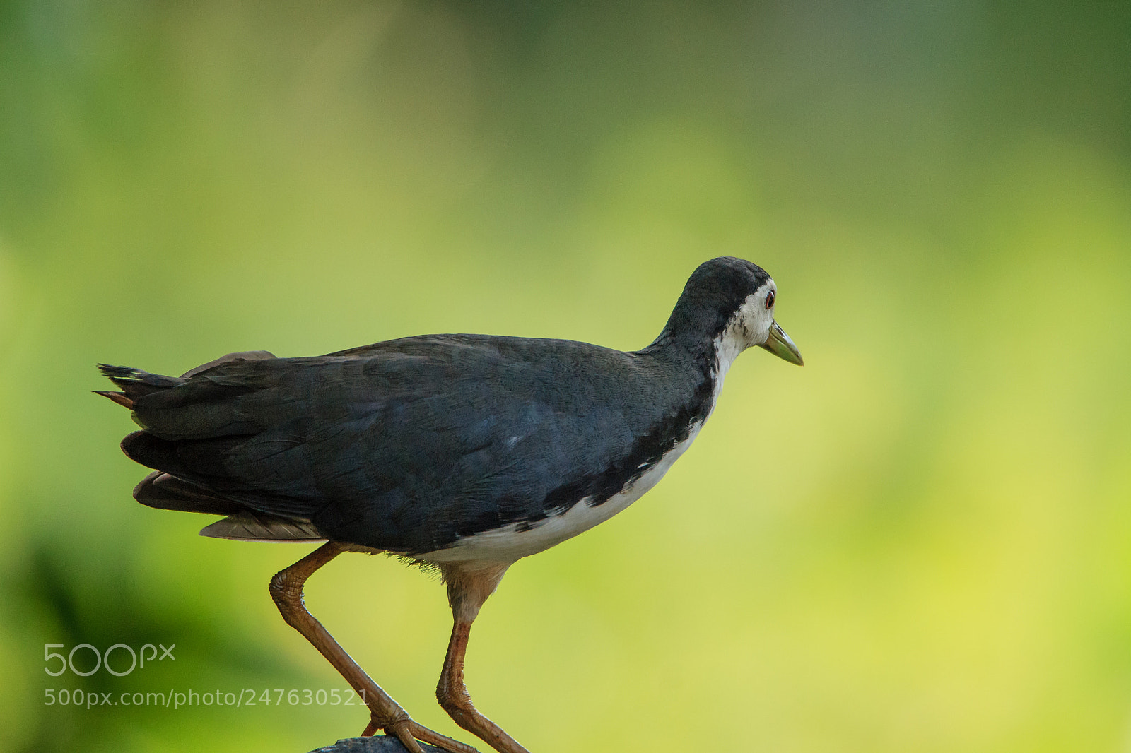 Canon EOS 1100D (EOS Rebel T3 / EOS Kiss X50) sample photo. White-breasted waterhen photography