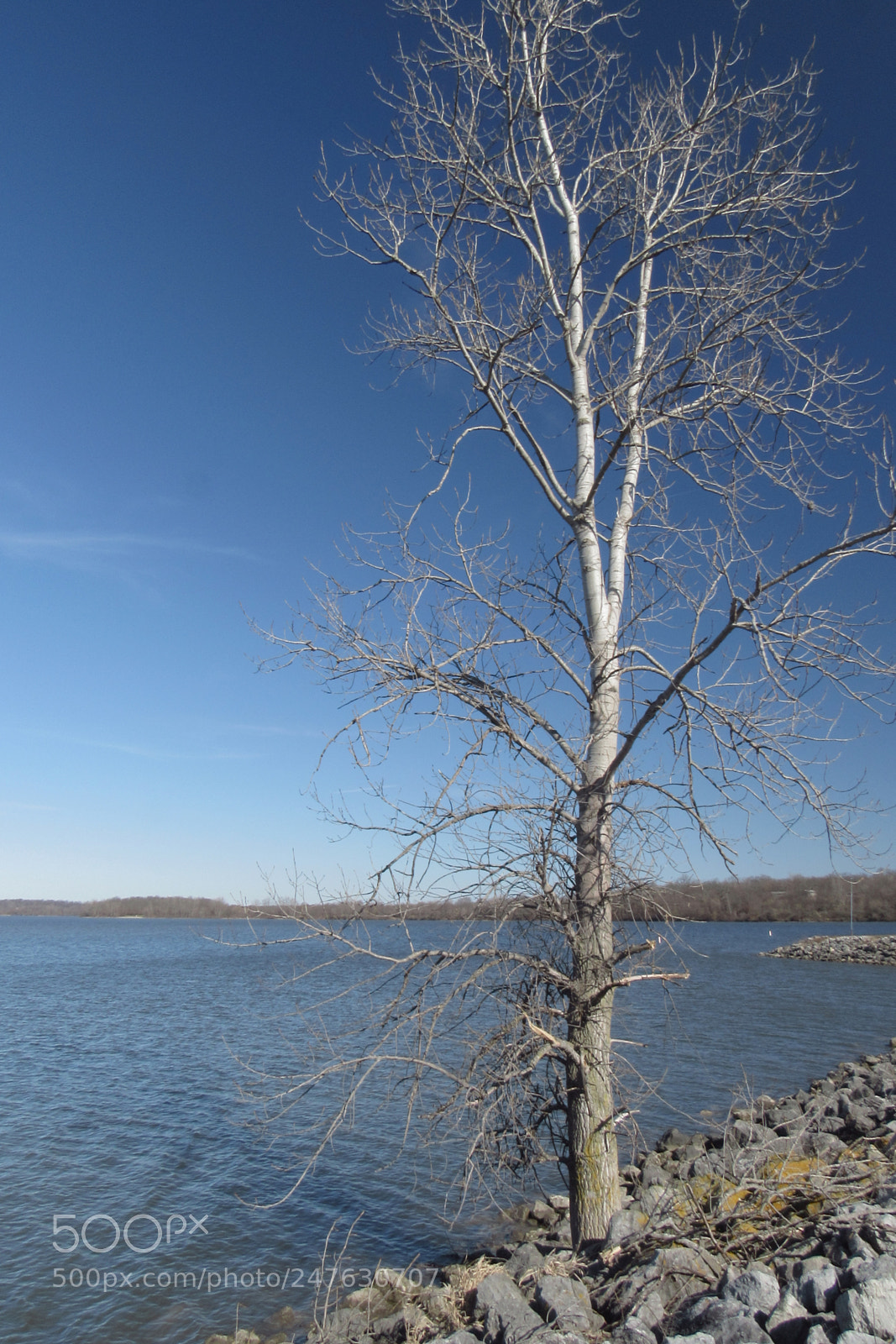 Canon PowerShot SX530 HS sample photo. Light dead tree photography