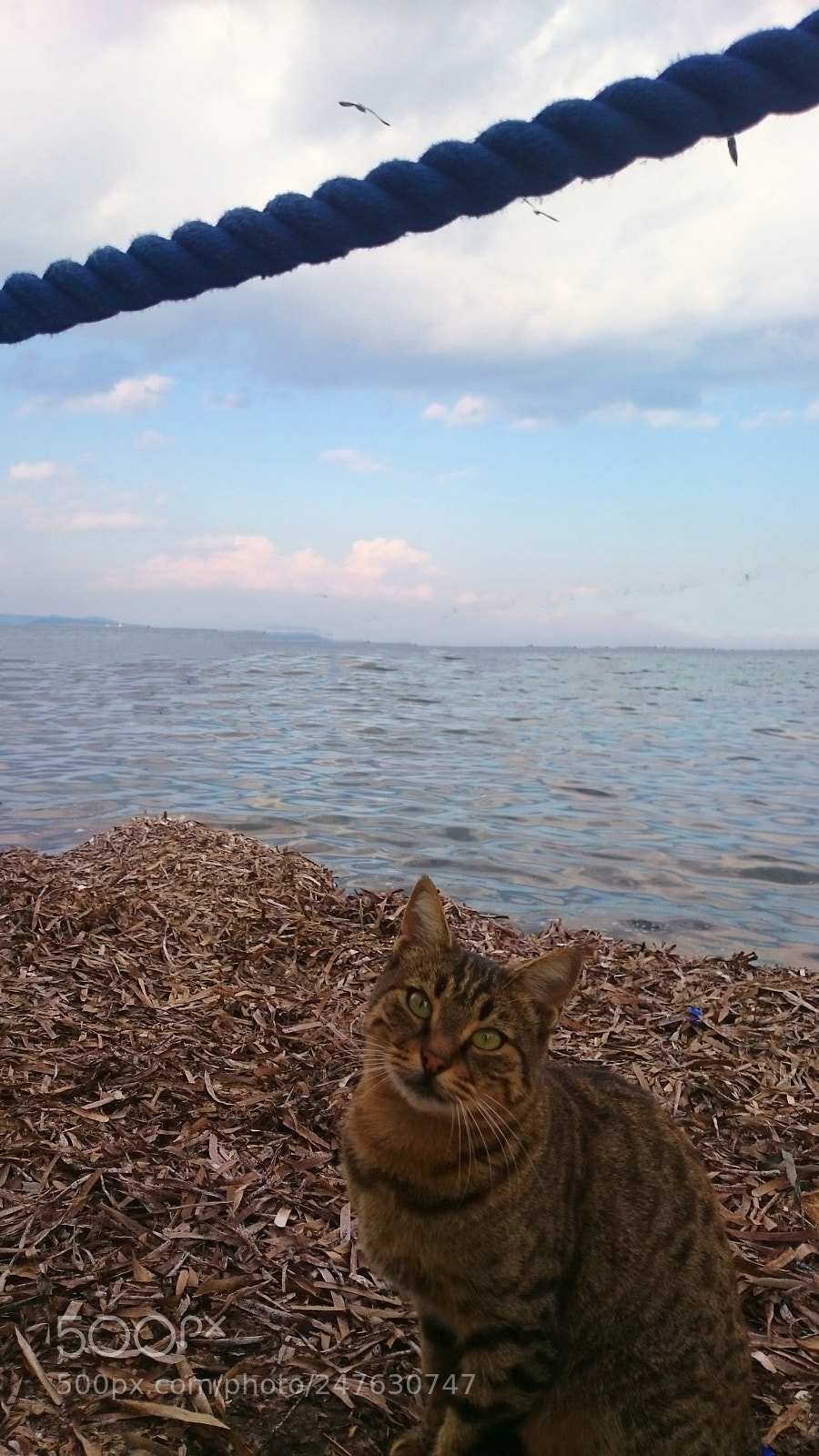 Sony Xperia Z2 sample photo. Cat - urla, izmir photography
