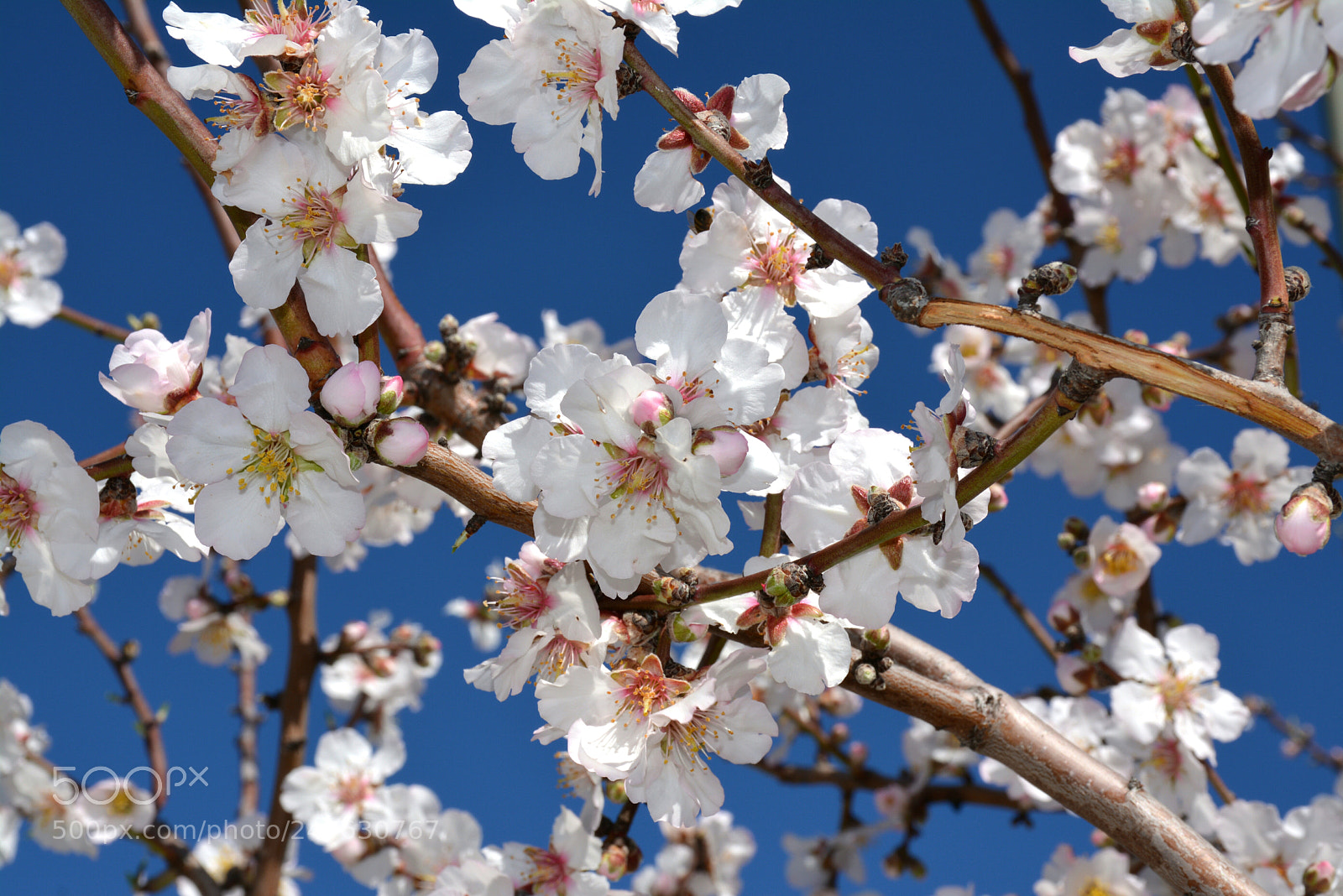 Nikon D5200 sample photo. Spring is coming photography