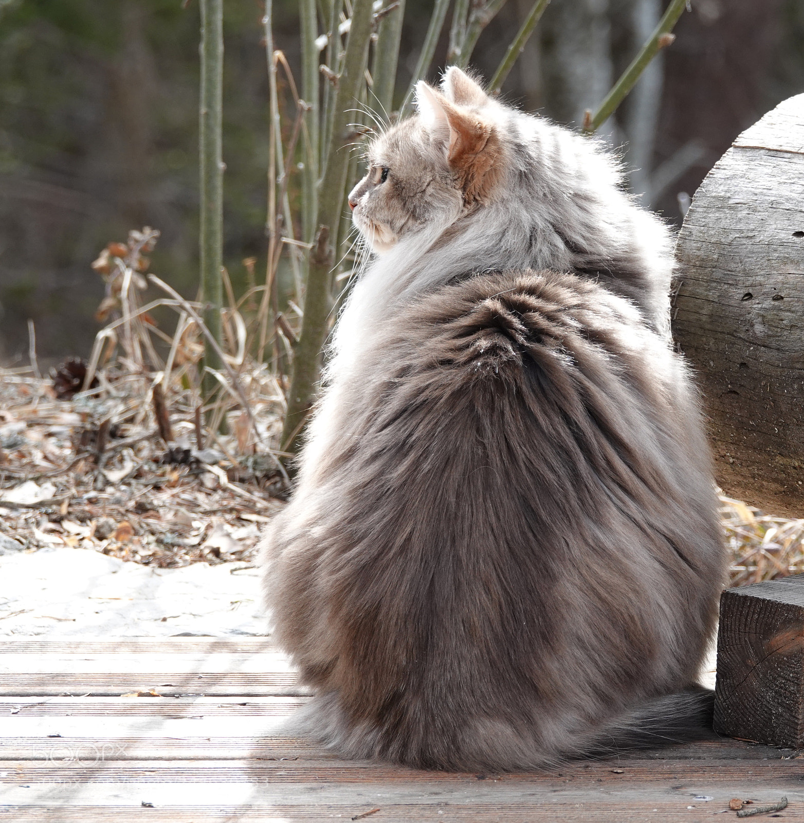 Sony Cyber-shot DSC-RX10 IV sample photo. Mon chat photography