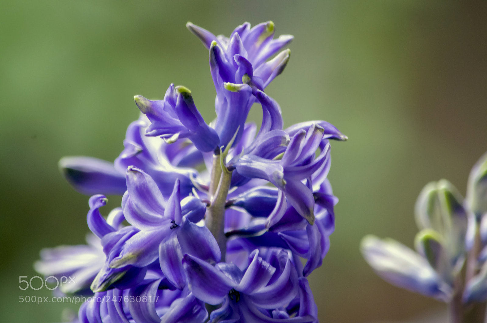 Nikon D3200 sample photo. Purple blossom photography
