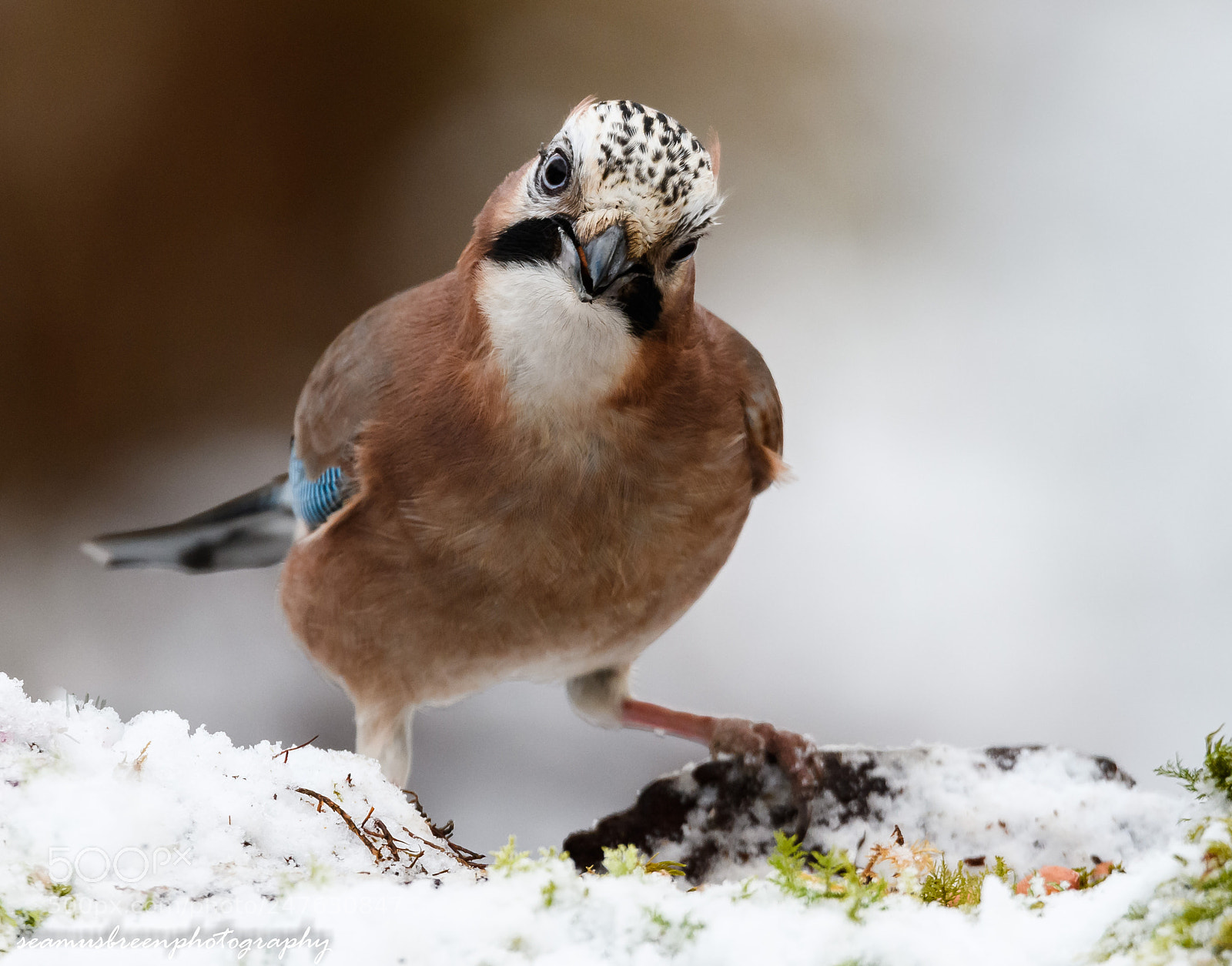 Nikon D850 sample photo. Inquisitive blue jay photography
