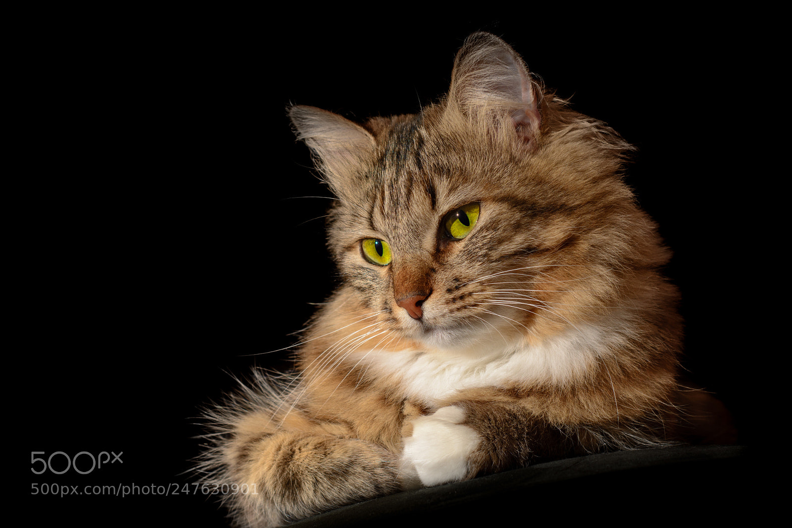 Nikon D7100 sample photo. Young mongrel cat with photography
