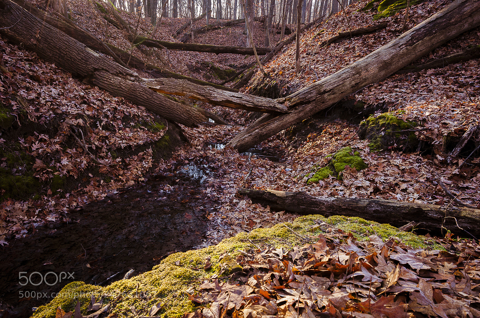 Nikon D90 sample photo. Woodland photography