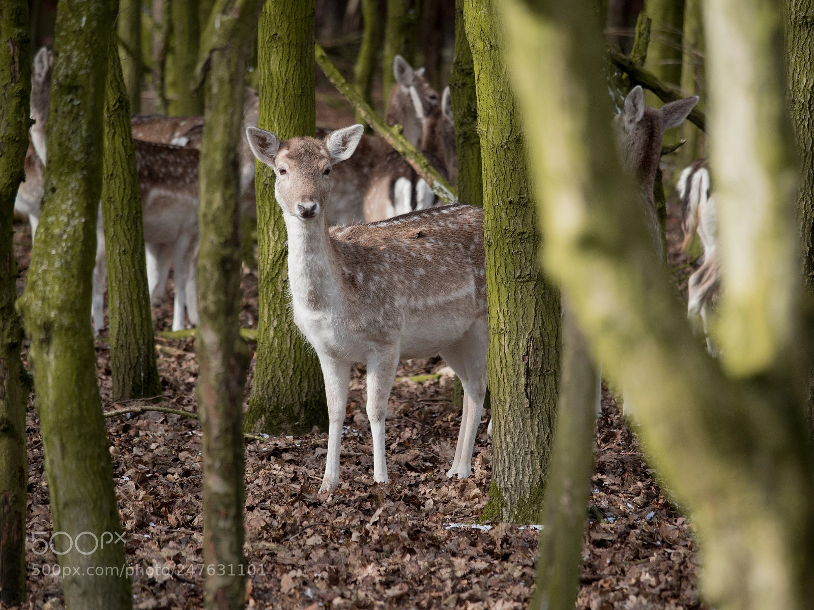 Olympus OM-D E-M10 sample photo. Doe. wollaton hall, nottingham. photography