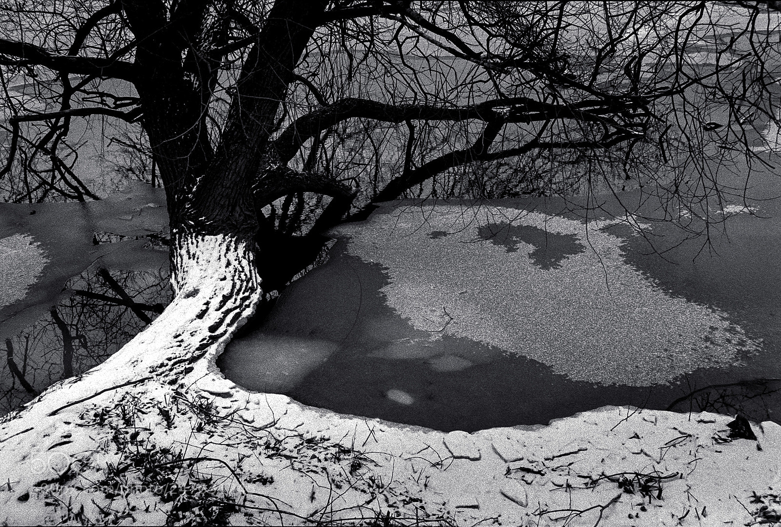 Nikon D700 sample photo. Frozen tree at shore photography