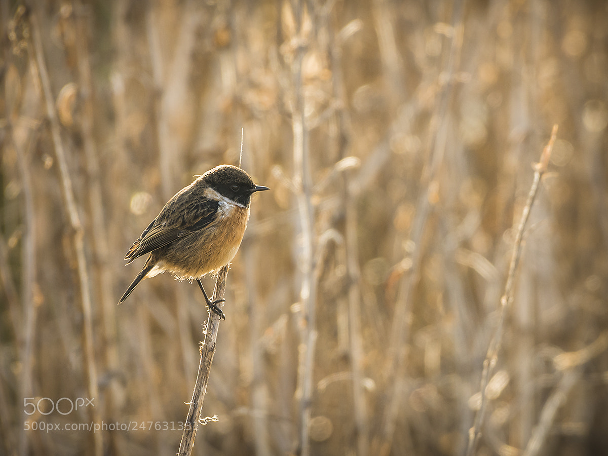 Nikon D7200 sample photo. Stonechat in habitat photography