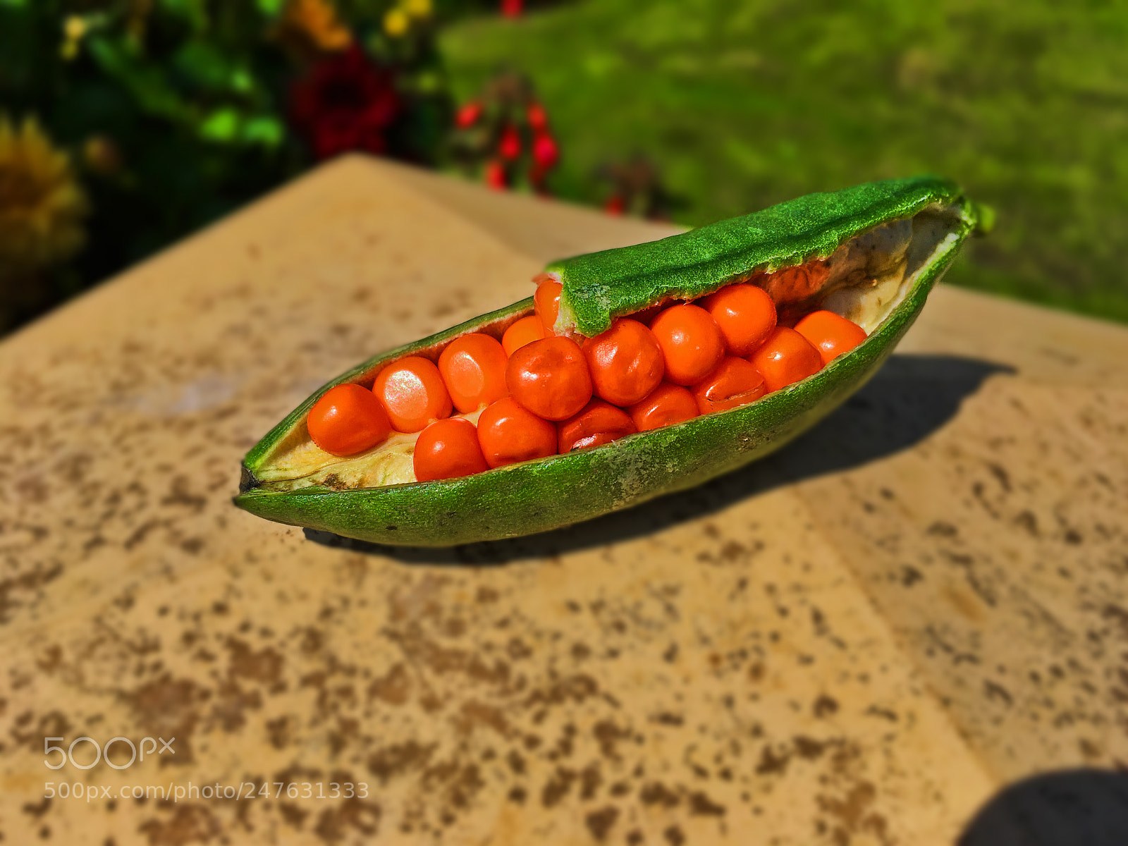 Apple iPad Pro sample photo. Seed pod photography