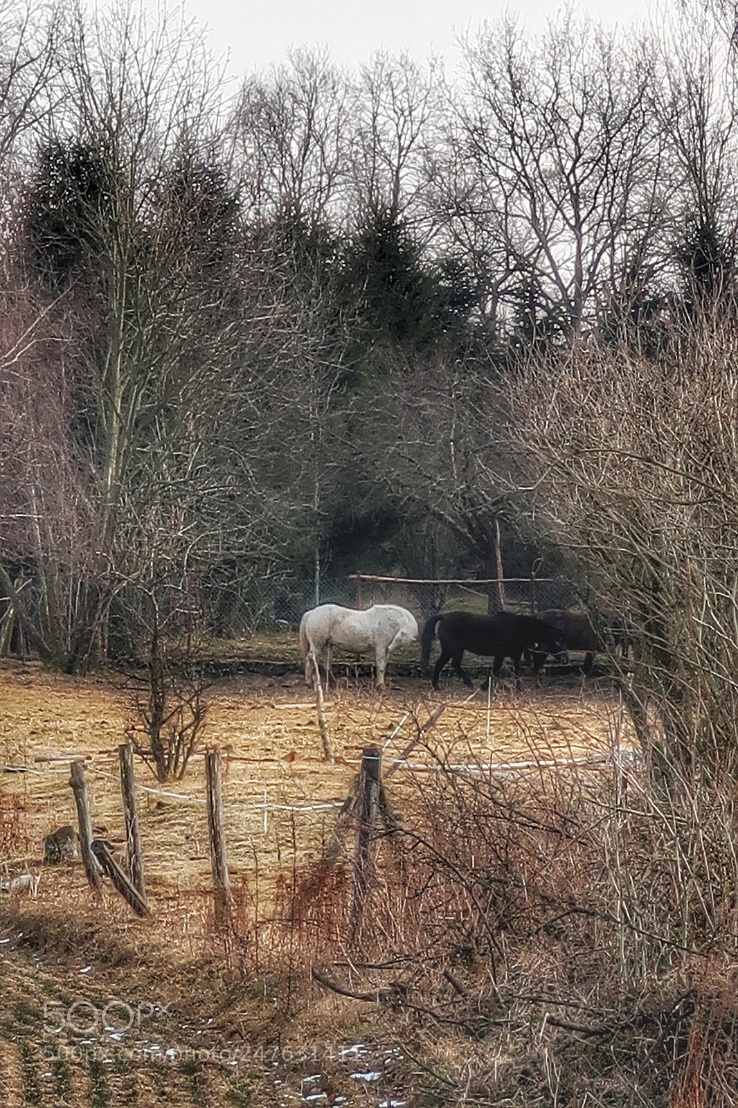 Canon PowerShot G7 X Mark II sample photo. Untitled photography