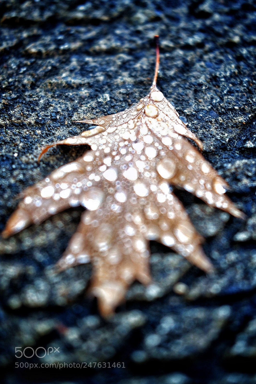 Fujifilm X-T2 sample photo. Rain drops on a photography