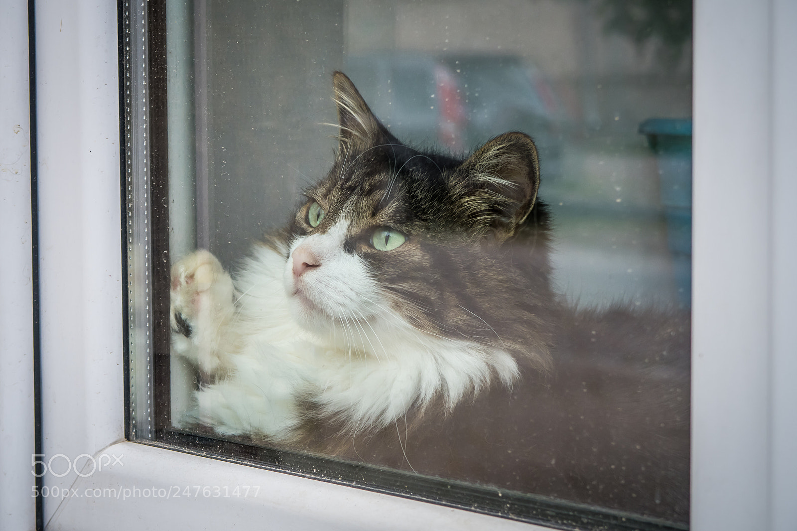 Canon PowerShot G7 X Mark II sample photo. Cat in window photography