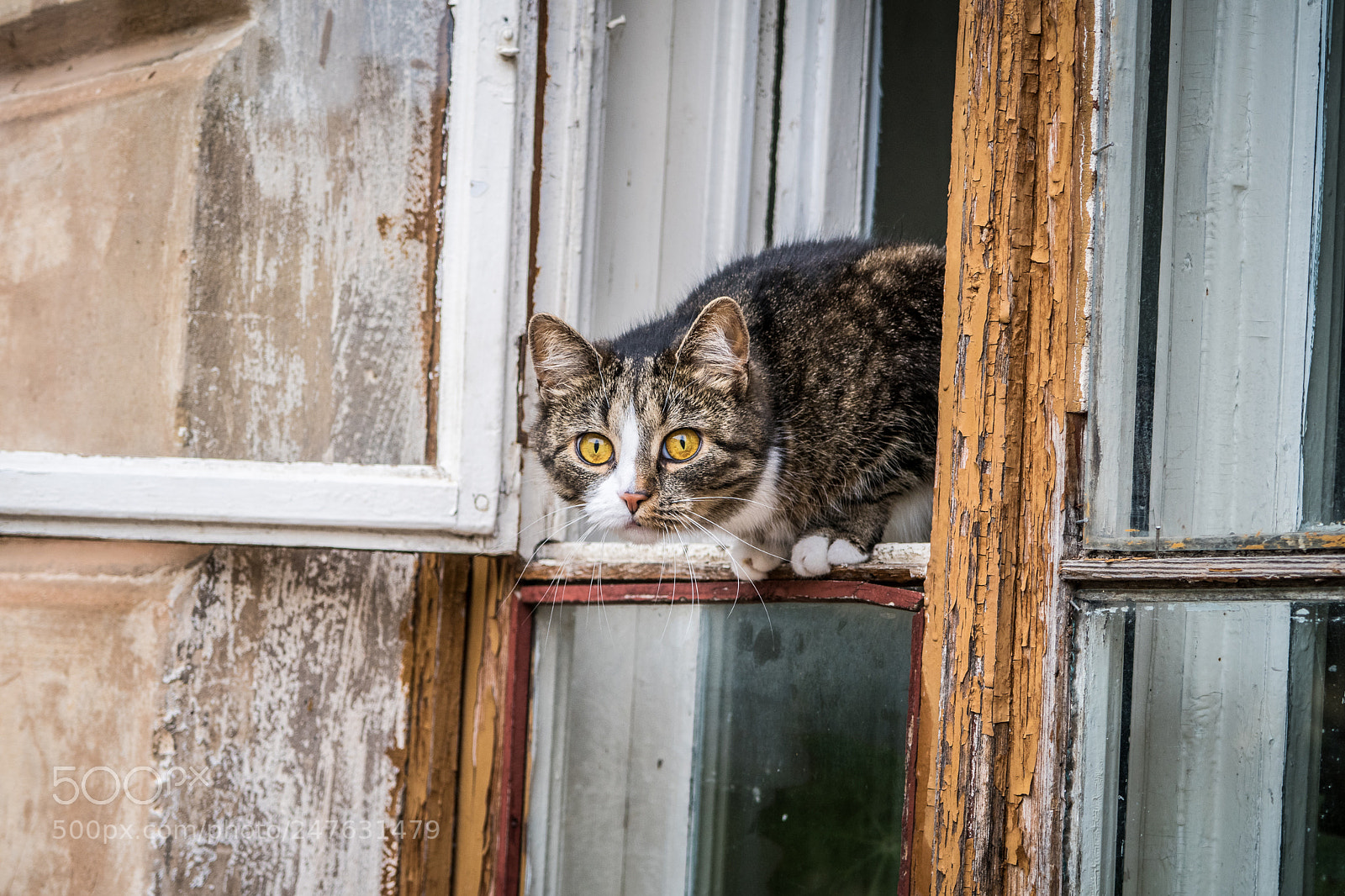 Canon PowerShot G7 X Mark II sample photo. Cat in window photography