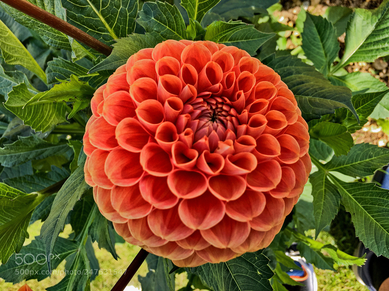 Apple iPad Pro sample photo. Geometric flower photography
