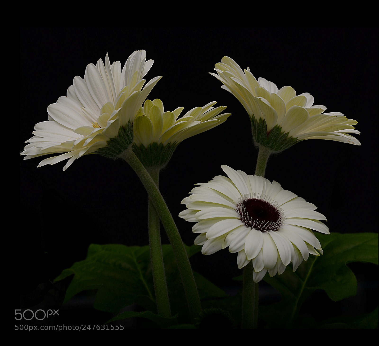Nikon D600 sample photo. Gerber daisies photography