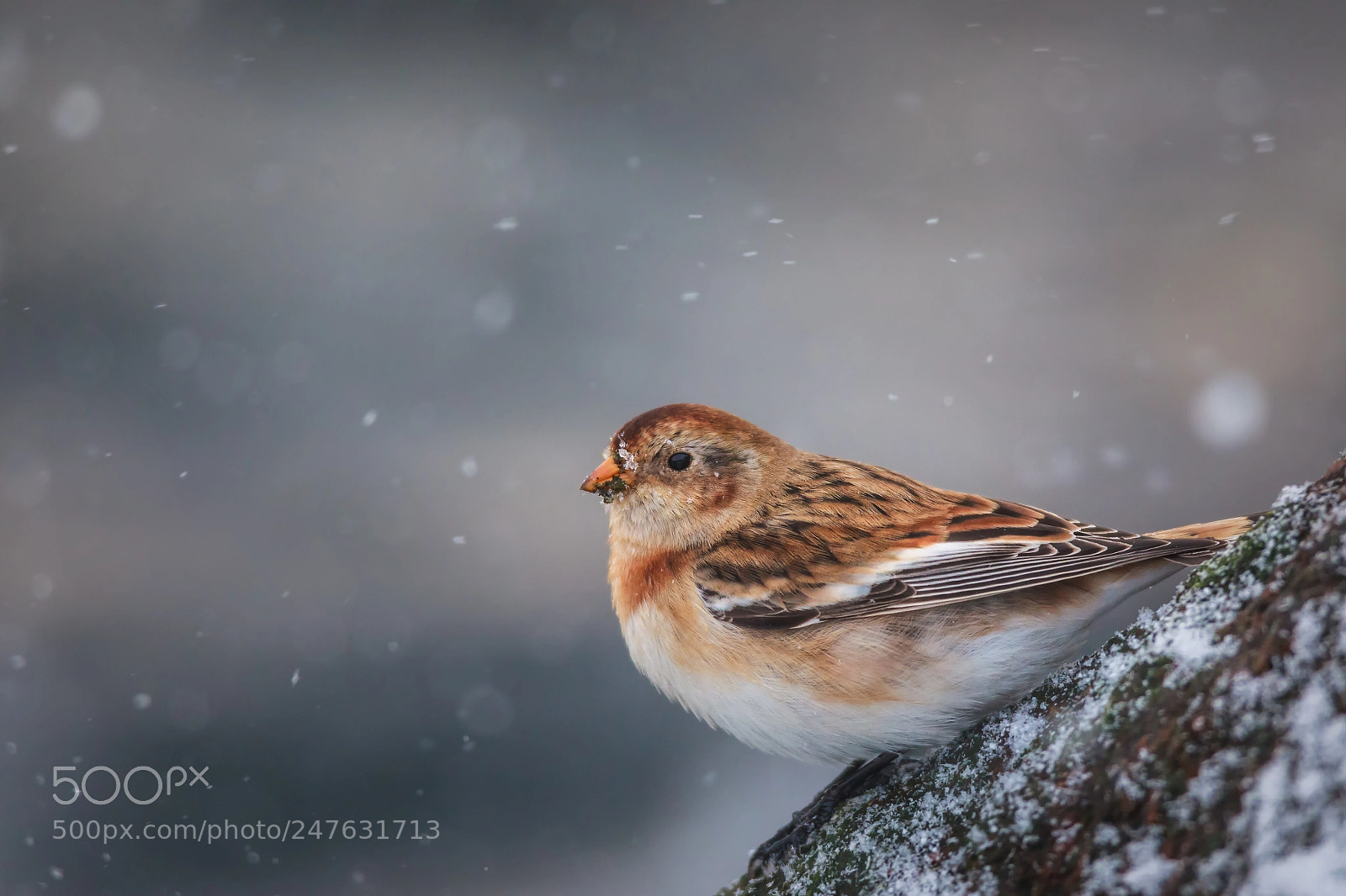 Canon EOS 5D Mark IV sample photo. Snow bunting in snow photography