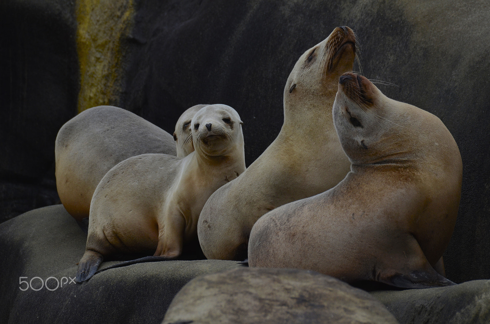 Sigma 50-500mm F4.5-6.3 DG OS HSM sample photo. Bunch of seals photography
