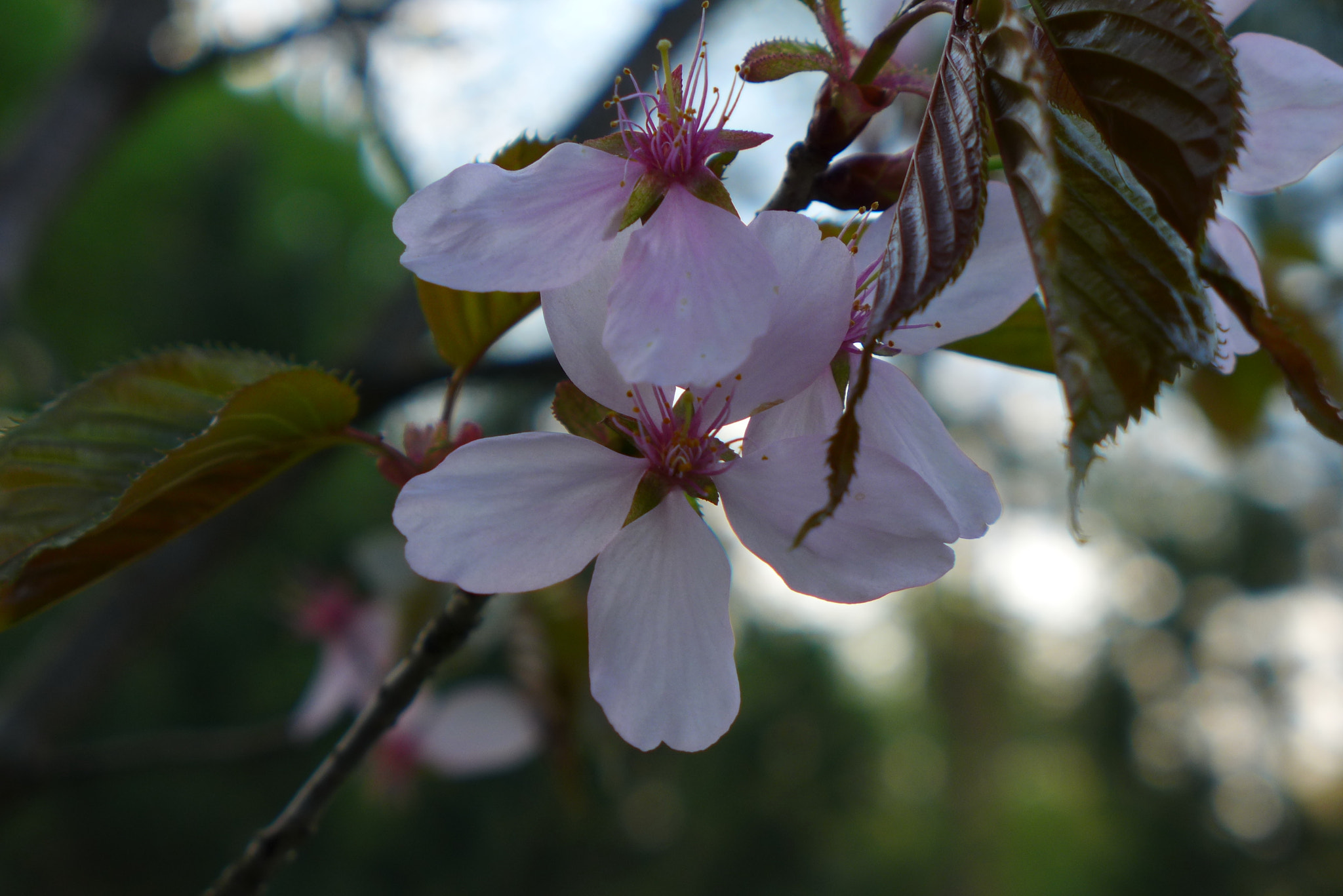 Leica D-Lux 6 sample photo. L photography