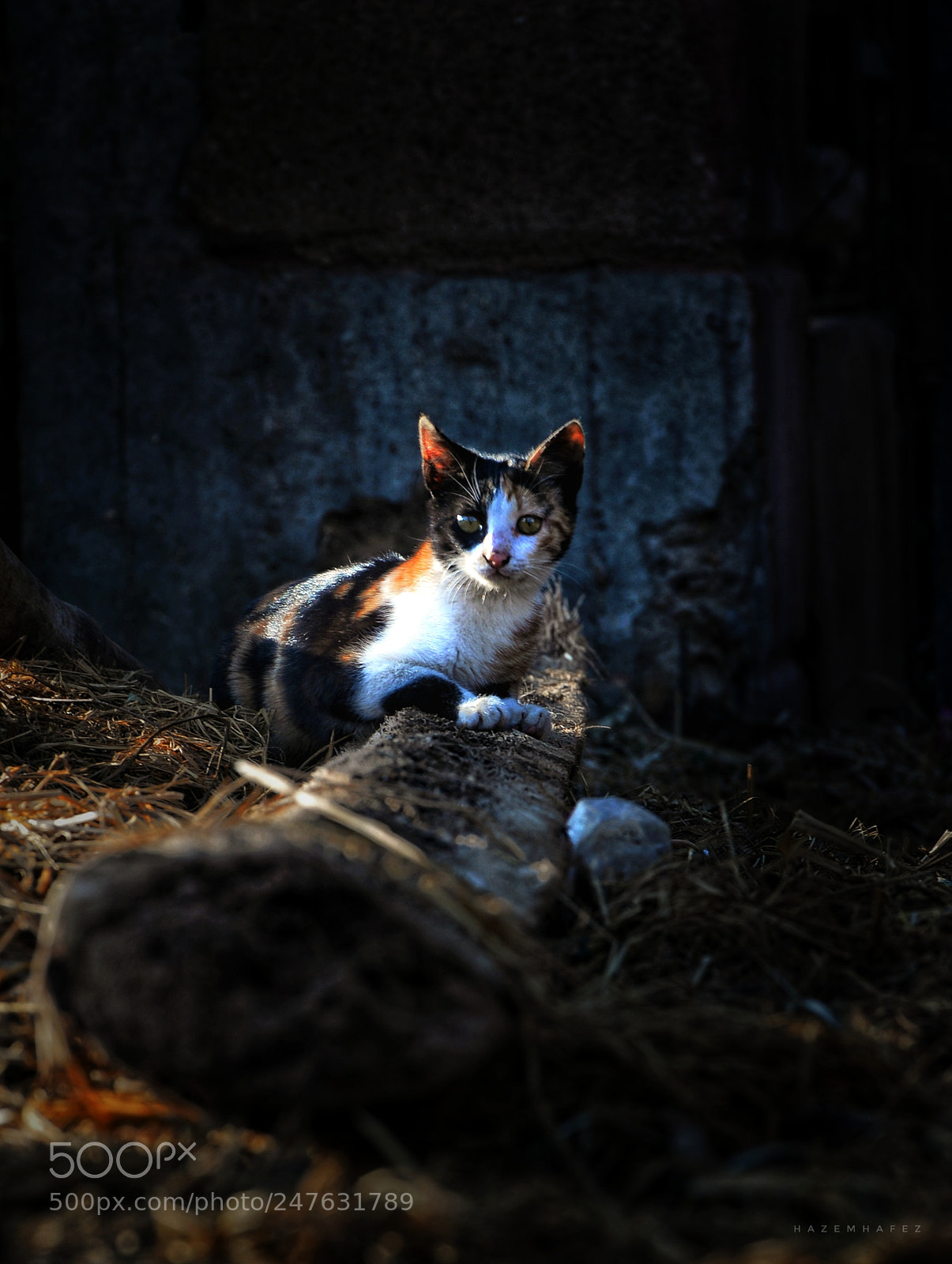 Nikon D610 sample photo. Hiding ... photography