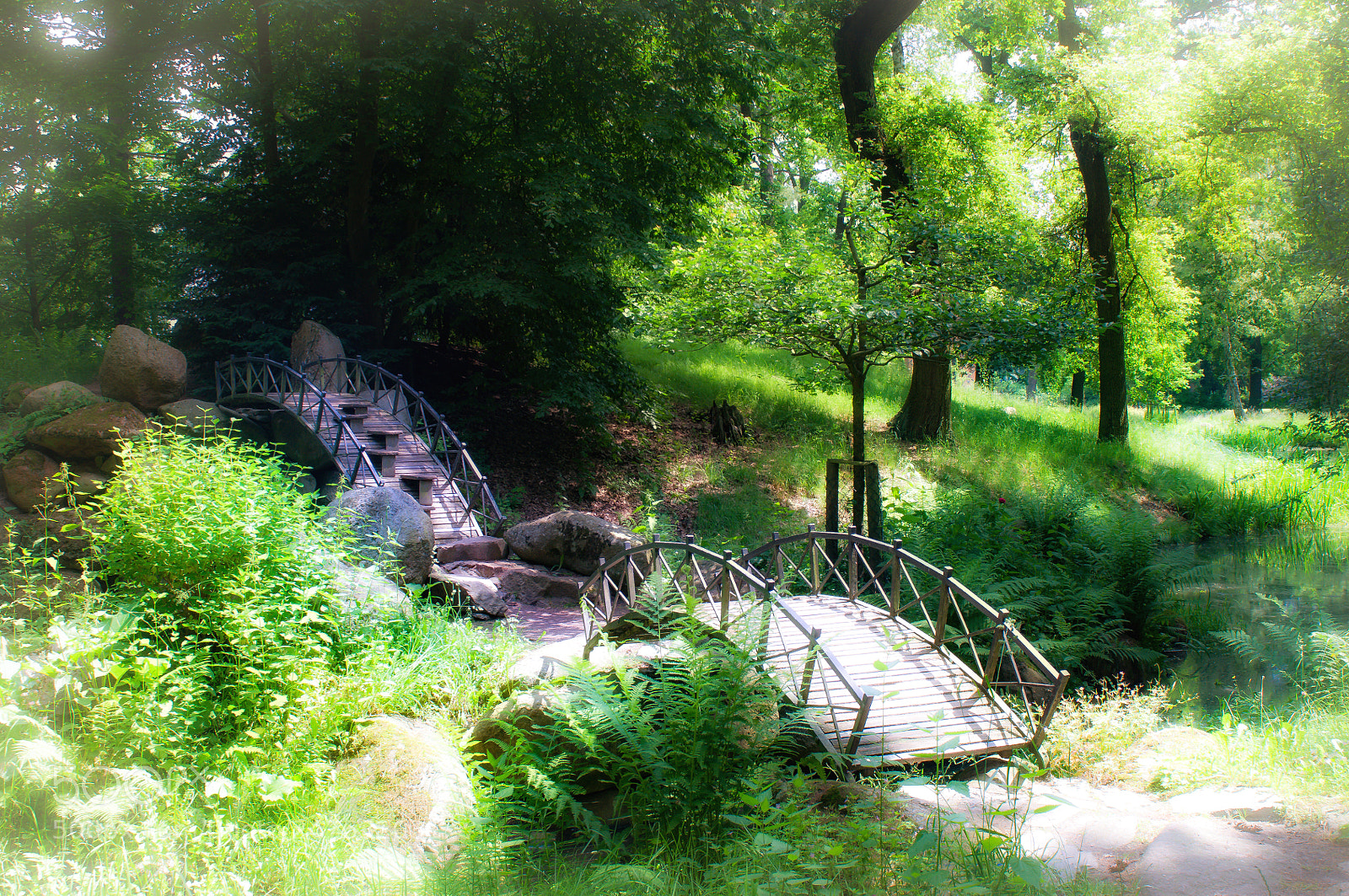 Nikon D90 sample photo. Dreamy green photography