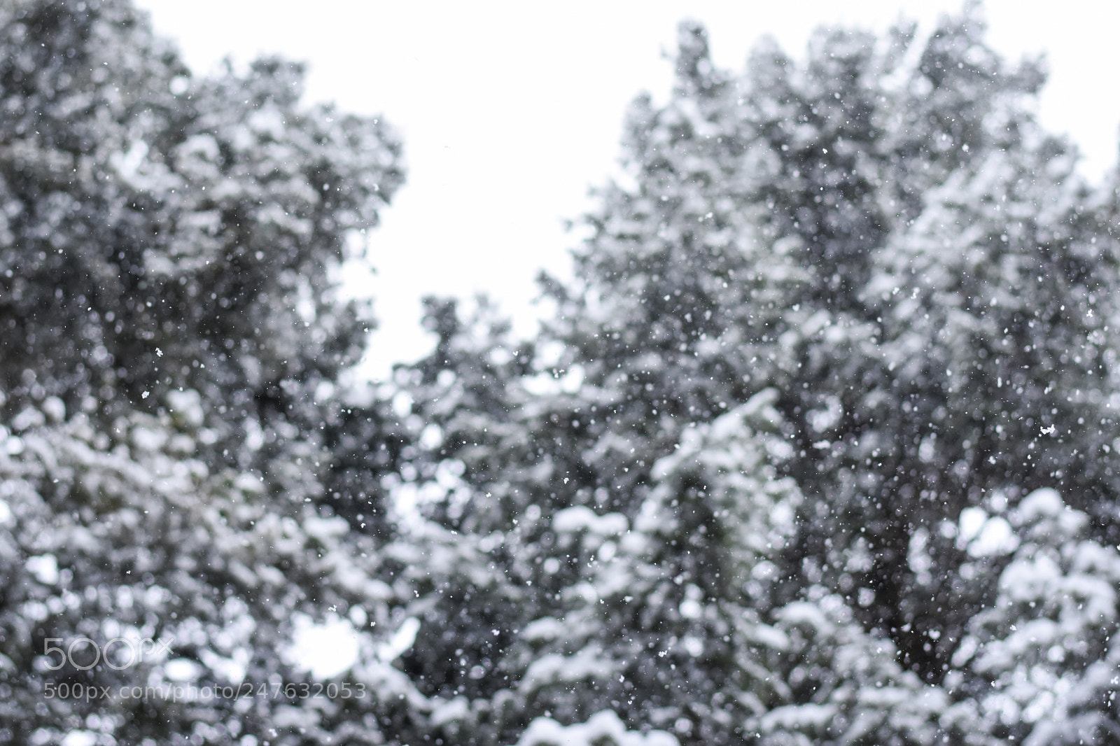 Nikon D7200 sample photo. Snow photography